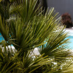 dalibora-bijelic-senses-2025-100